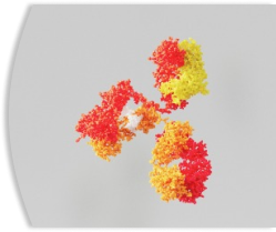 antibody